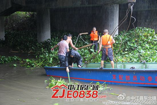 东北镇水葫芦成灾